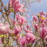 Sweet Magnolias boeken op volgorde (van de bekende Netflix-serie)